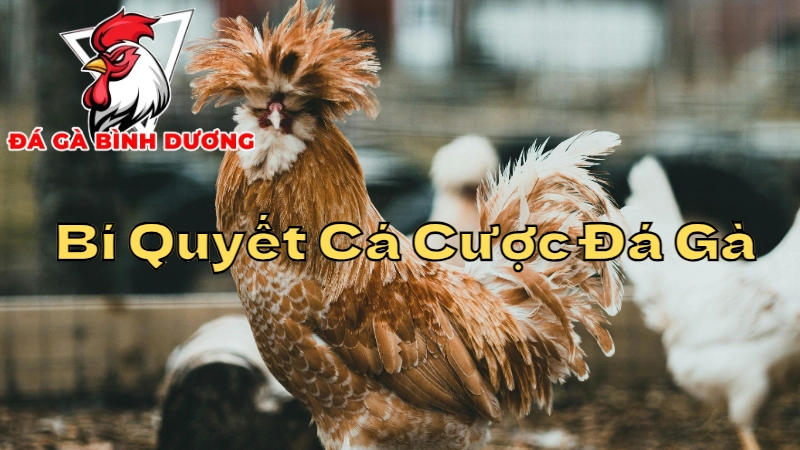 Bí Quyết Cá Cược Đá Gà Bình Dương Đạt Hiệu Quả