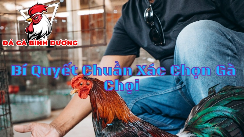 Bí Quyết Chuẩn Xác Chọn Gà Chọi Bình Dương