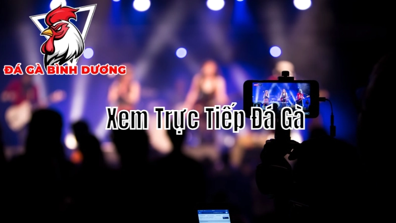 Bí Quyết Xem Trực Tiếp Đá Gà Hiệu Quả Cho Người Mới