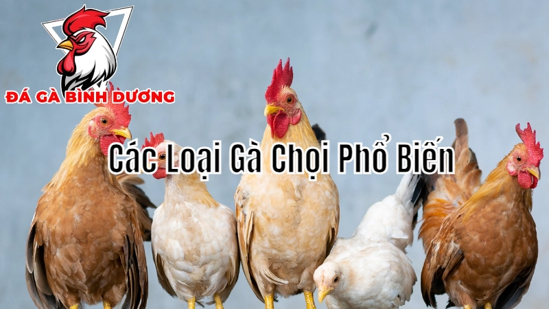 Các Loại Gà Chọi Phổ Biến Tại Bình Dương