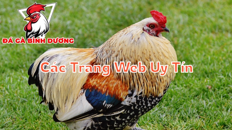 Các Trang Web Uy Tín Để Xem Trực Tiếp Đá Gà Bình Dương