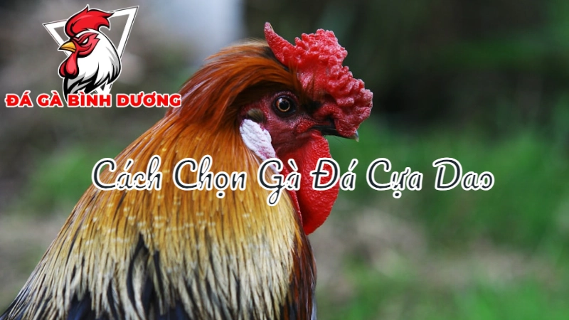 Cách Chọn Gà Đá Cựa Dao Tại Bình Dương