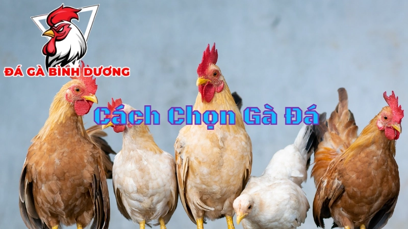 Cách Chọn Gà Đá Khi Xem Trực Tiếp Tại Bình Dương