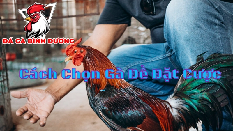 Cách Chọn Gà Để Đặt Cược Trong Các Giải Đấu Tại Bình Dương