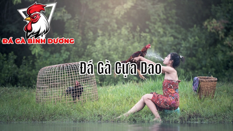 Cách Đặt Cược Khi Xem Đá Gà Cựa Dao