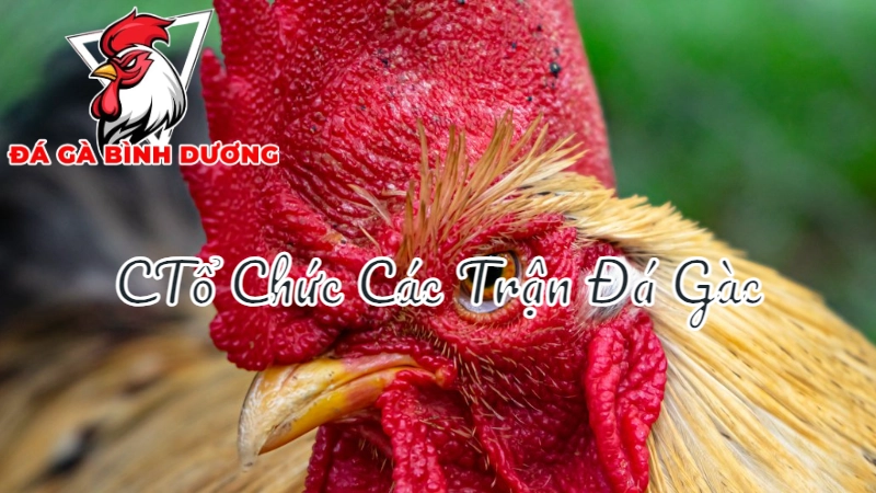 Cách Hình Thức Tổ Chức Các Trận Đá Gà Đặc Sắc