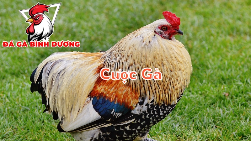 Chiến Thuật Cá Cược Gà Đá Bình Dương Hiệu Quả