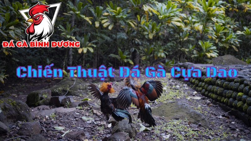 Chiến Thuật Đá Gà Cựa Dao Đạt Hiệu Quả