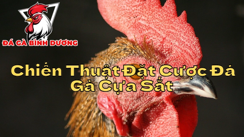 Chiến Thuật Đặt Cược Đá Gà Cựa Sắt Tại Bình Dương