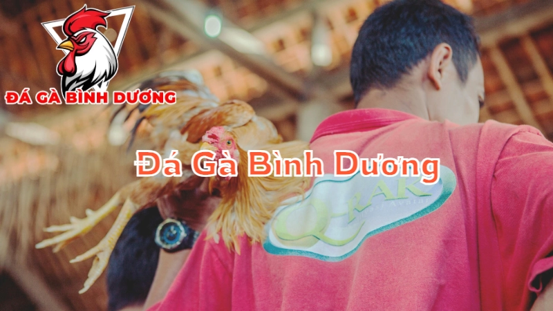 Đá Gà Bình Dương – Nét Văn Hóa Thú Vị