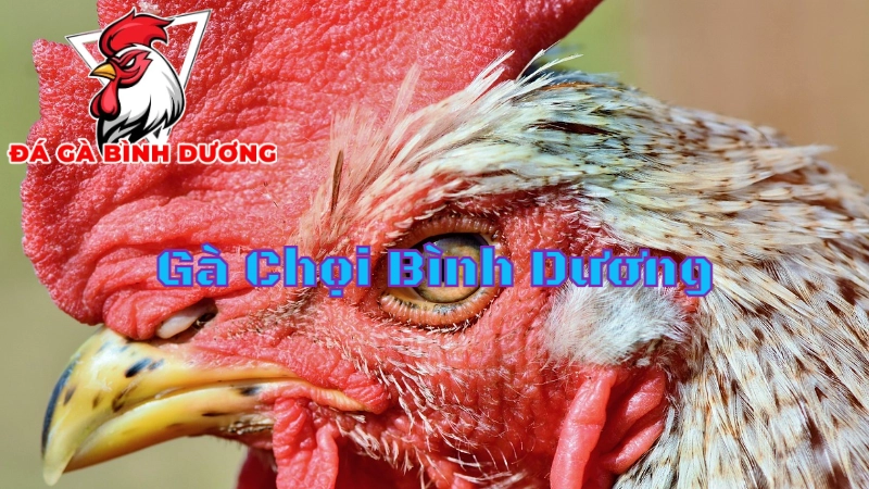 Đặc Điểm Nổi Bật Của Gà Chọi Bình Dương