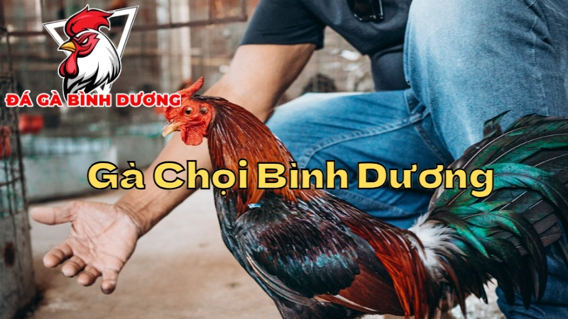 Gà Chọi Bình Dương - Nét Độc Đáo Trong Văn Hóa Địa Phương