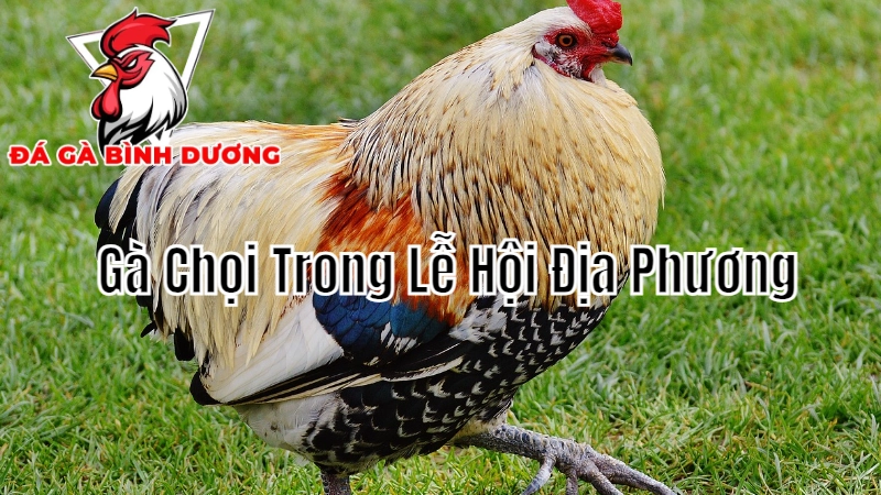 Gà Chọi Bình Dương Trong Các Lễ Hội Địa Phương