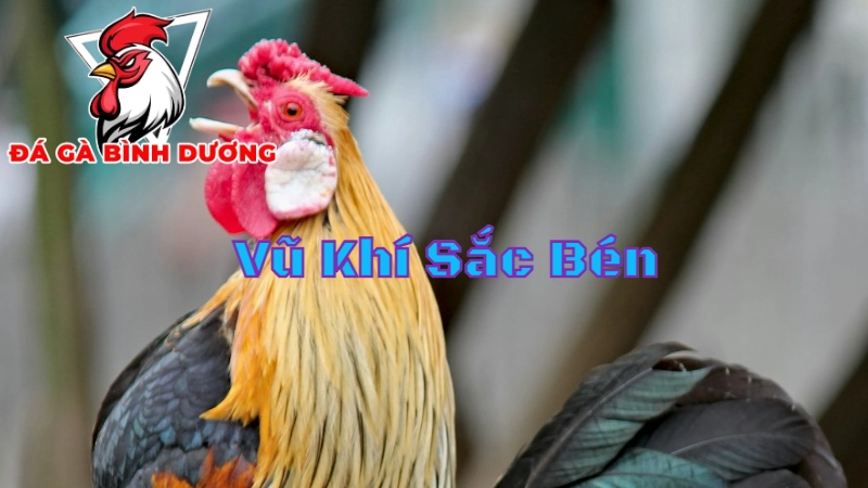 Gà Đá Cựa Dao Bình Dương – Vũ Khí Sắc Bén