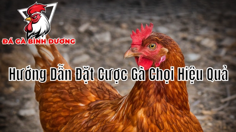 Hướng Dẫn Đặt Cược Gà Chọi Hiệu Quả