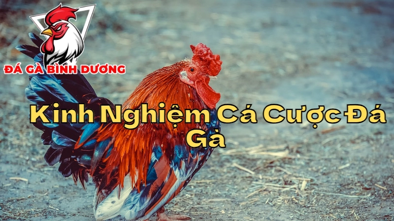 Kinh Nghiệm Cá Cược Đá Gà Từ Cao Thủ Bình Dương