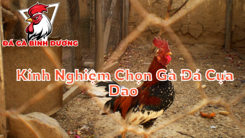 Kinh Nghiệm Chọn Gà Đá Cựa Dao Chuẩn