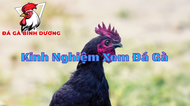 Kinh Nghiệm Xem Đá Gà Trực Tiếp Cho Người Mới