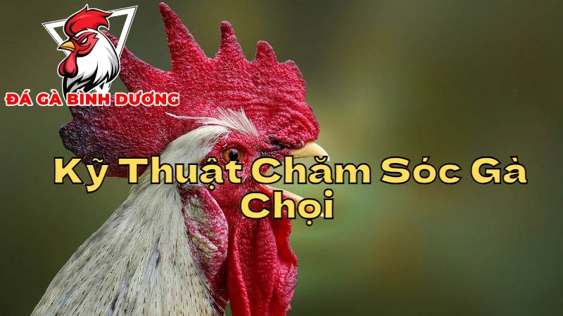 Kỹ Thuật Chăm Sóc Gà Chọi Tại Bình Dương