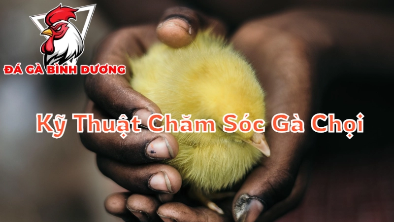 Kỹ Thuật Chăm Sóc Gà Chọi Tại Bình Dương