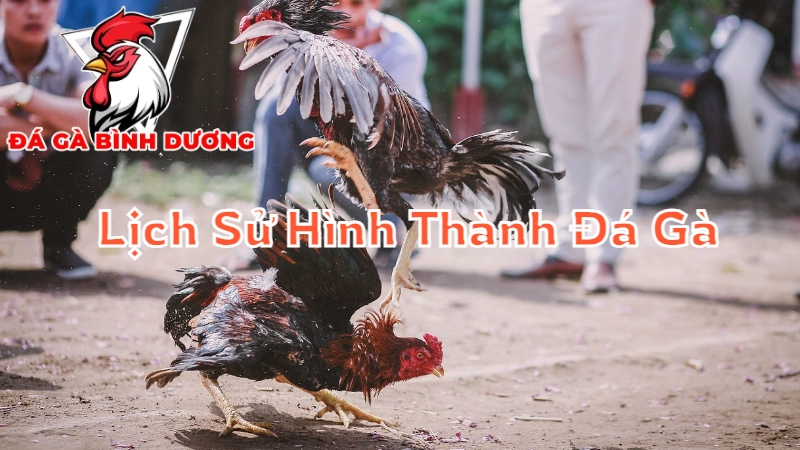 Lịch Sử Hình Thành Đá Gà Ở Bình Dương