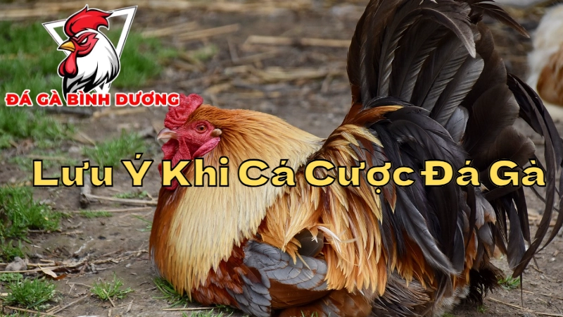 Lưu Ý Khi Cá Cược Đá Gà Tại Bình Dương