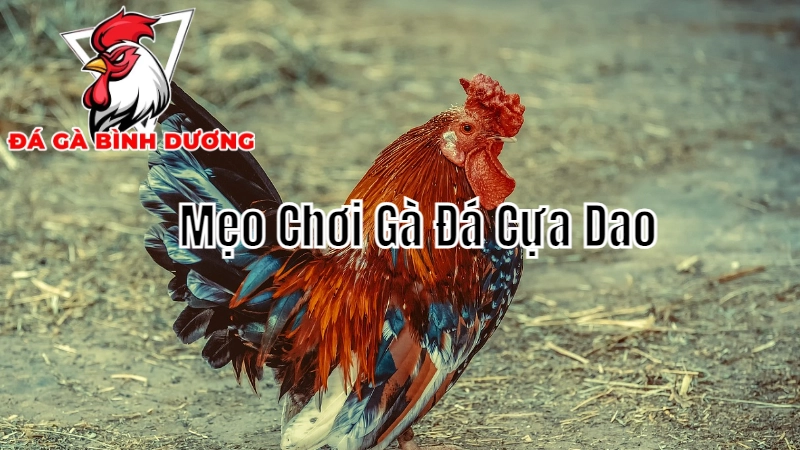 Mẹo Chơi Gà Đá Cựa Dao Để Thắng Lớn