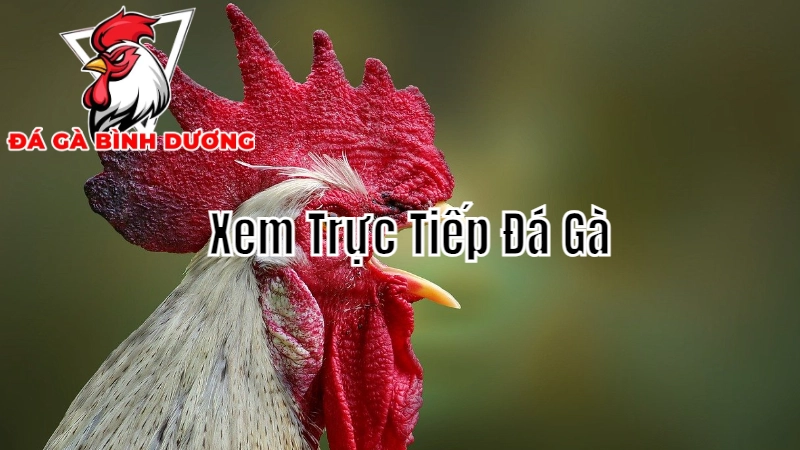 Mẹo Đặt Cược Khi Xem Trực Tiếp Đá Gà Tại Bình Dương