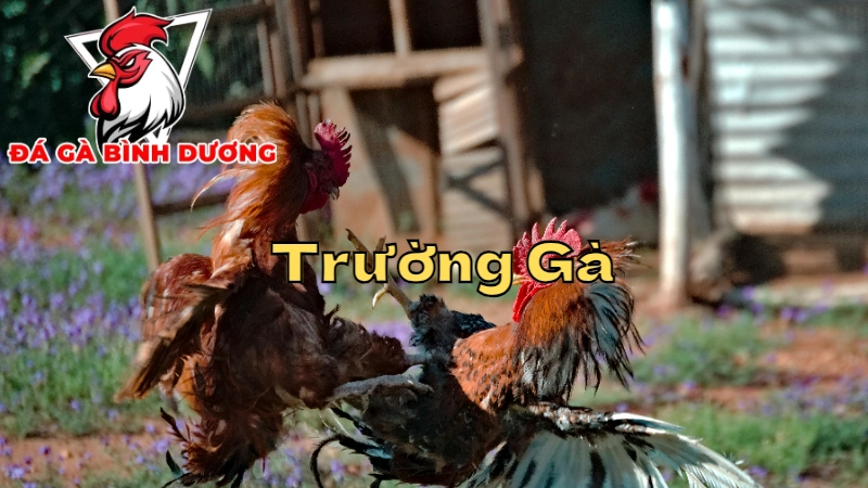 Những Đấu Trường Gà Đáng Tin Cậy Ở Bình Dương