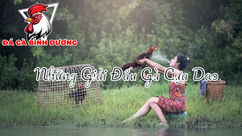 Những Giải Đấu Gà Cựa Dao Được Mong Chờ Tại Bình Dương