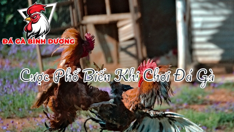 Những Loại Cược Phổ Biến Khi Chơi Đá Gà Bình Dương