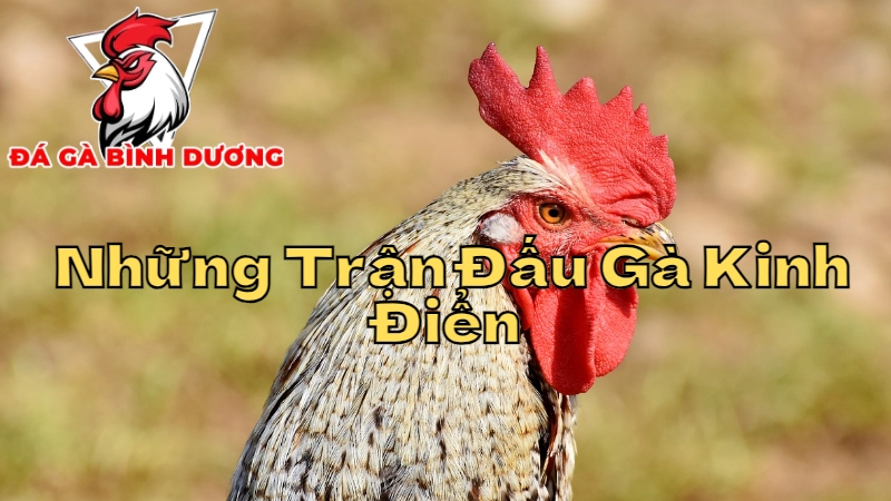 Những Trận Đấu Gà Kinh Điển Nhất Mọi Thời Đại