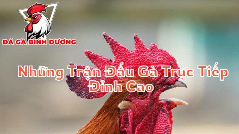 Những Trận Đấu Gà Trực Tiếp Đỉnh Cao Tại Bình Dương