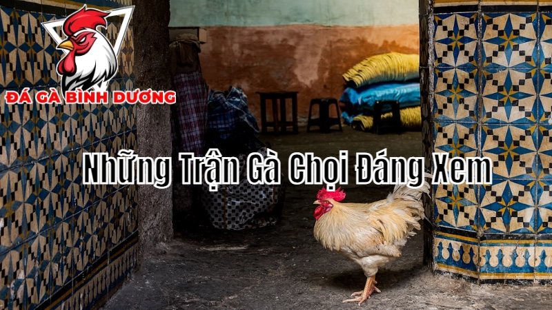 Những Trận Gà Chọi Đáng Xem Tại Bình Dương