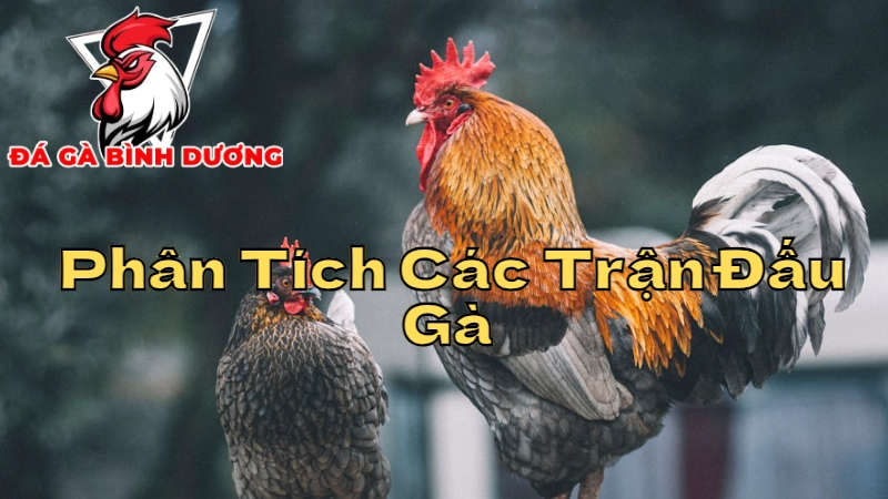 Phân Tích Các Trận Đấu Gà Tại Bình Dương