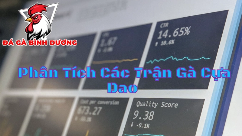 Phân Tích Các Trận Gà Cựa Dao Đáng Xem Tại Bình Dương