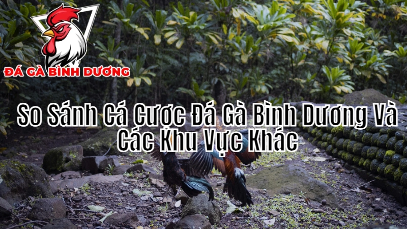 So Sánh Cá Cược Đá Gà Bình Dương Và Các Khu Vực Khác