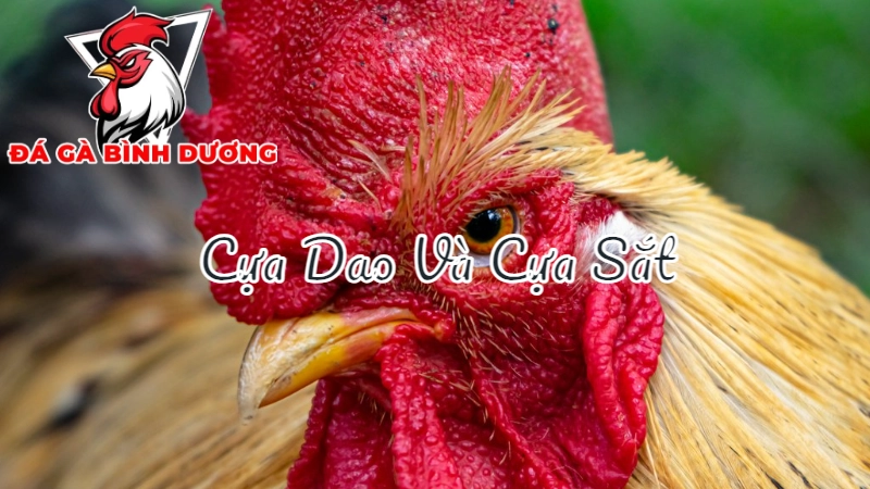 So Sánh Đá Gà Cựa Dao Và Đá Gà Cựa Sắt