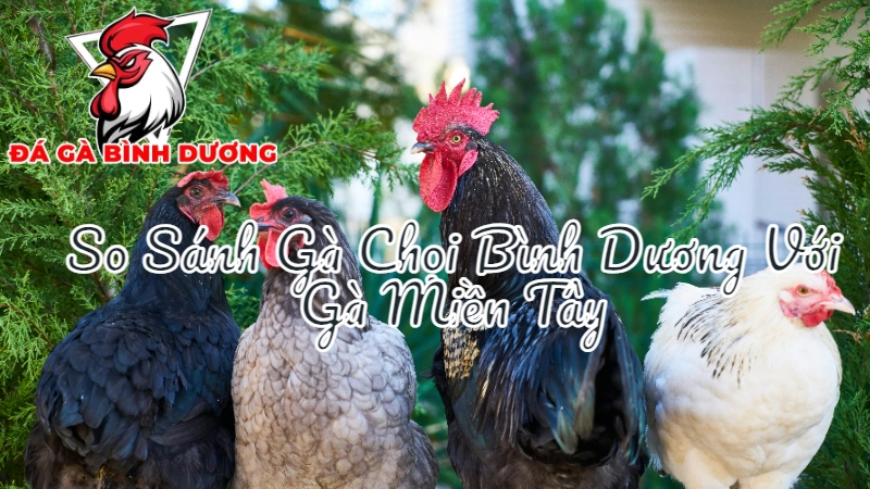 So Sánh Gà Chọi Bình Dương Với Gà Miền Tây