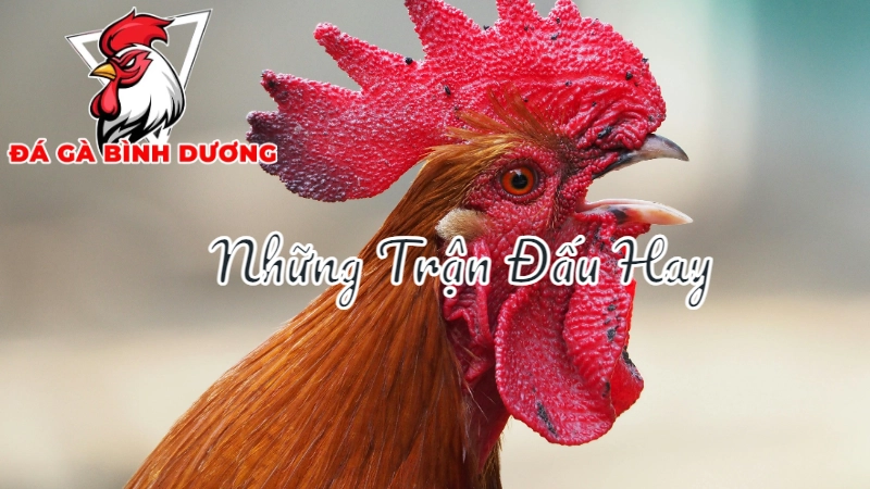 Xem Trực Tiếp Đá Gà Bình Dương - Những Trận Đấu Hay